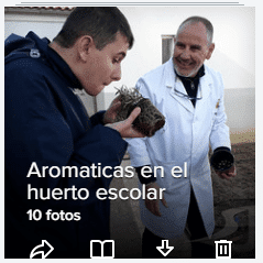 Galería Imágenes Plantas Aromáticas